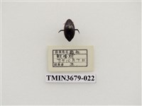 藏品(龍蝨、牙蟲)的圖片